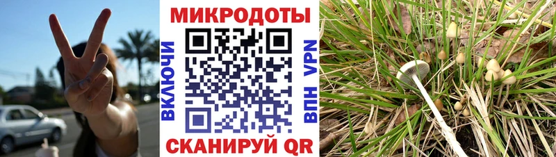 Псилоцибиновые грибы Psilocybe  Купить  Кирово-Чепецк 